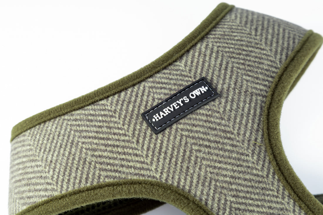 Holywell Collection Green Blind Dog Harness