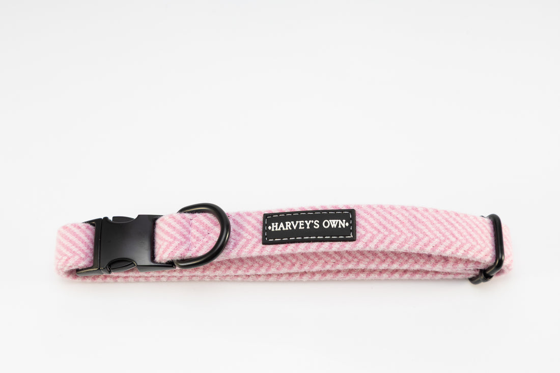 Holywell Collection Pink Dog Collar