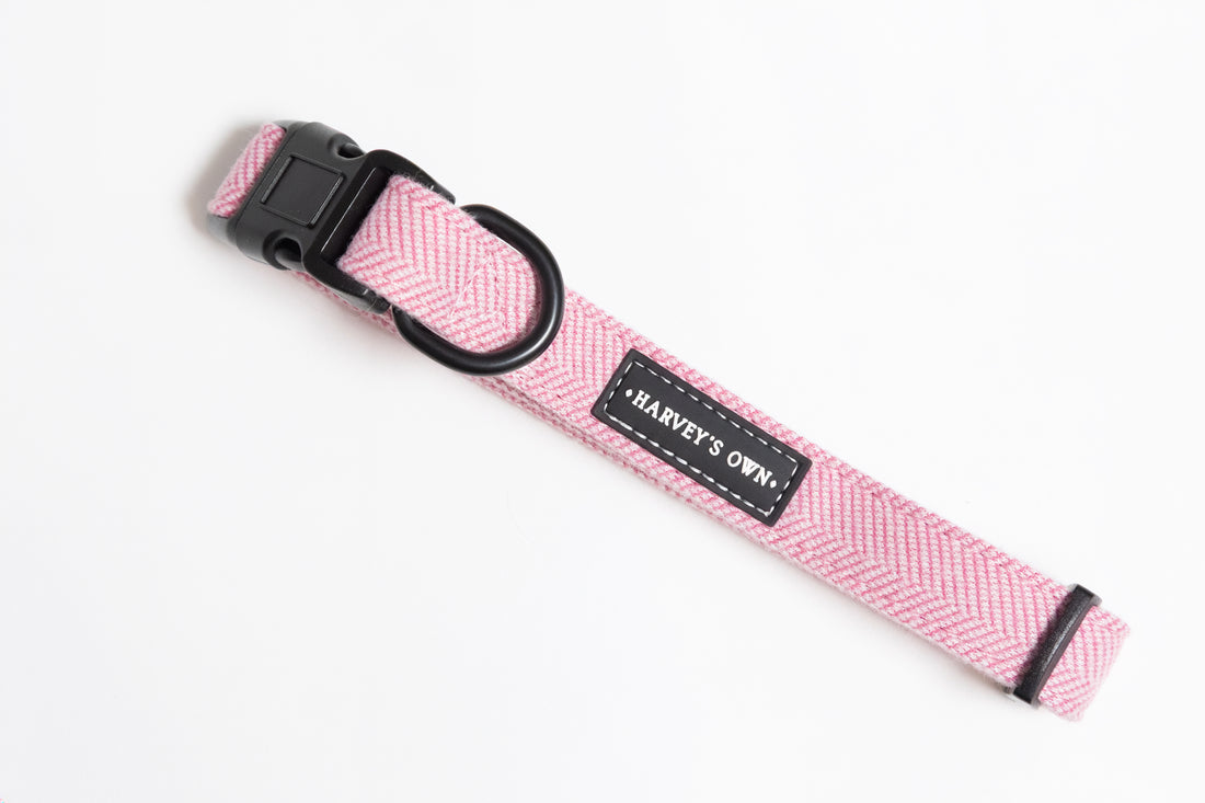 Alban Collection Pink Collar