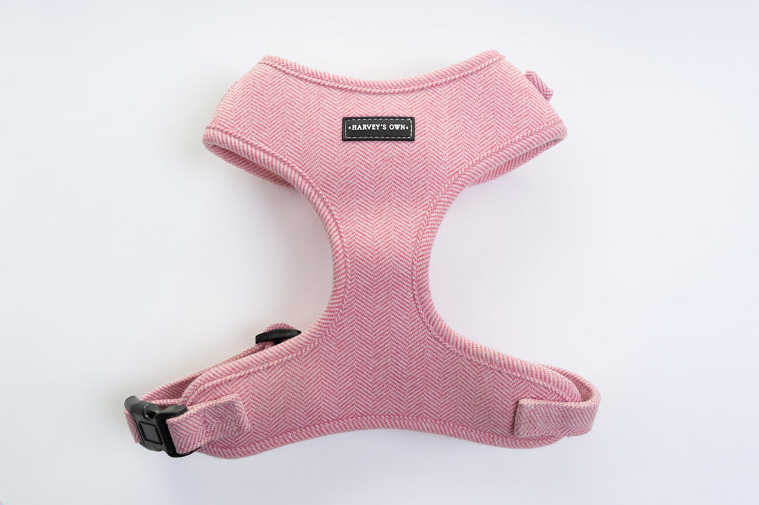 Alban Collection Pink Harness