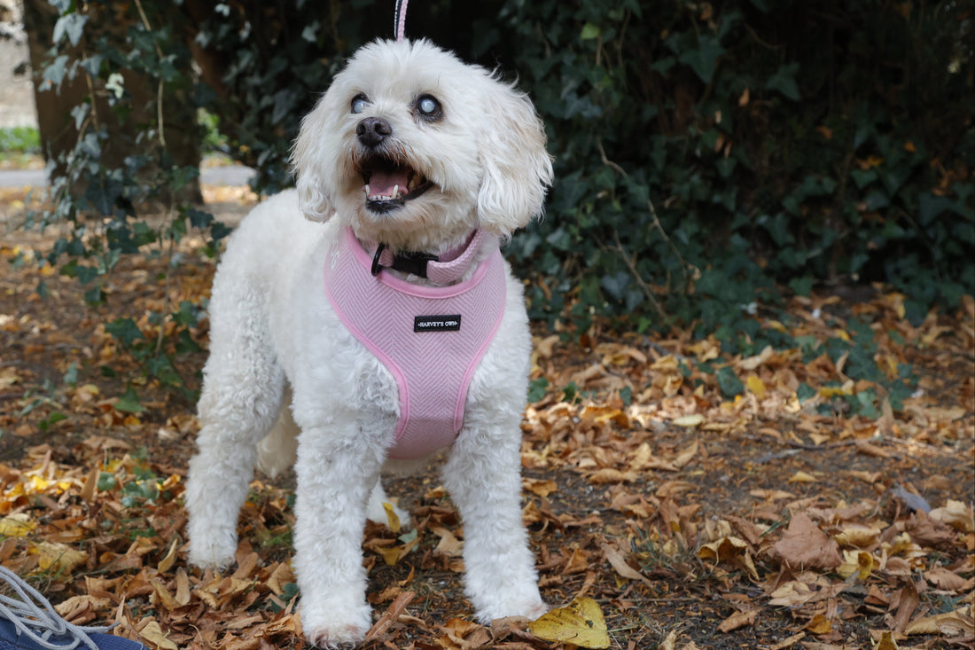 Holywell Collection Pink Blind Dog Bundle