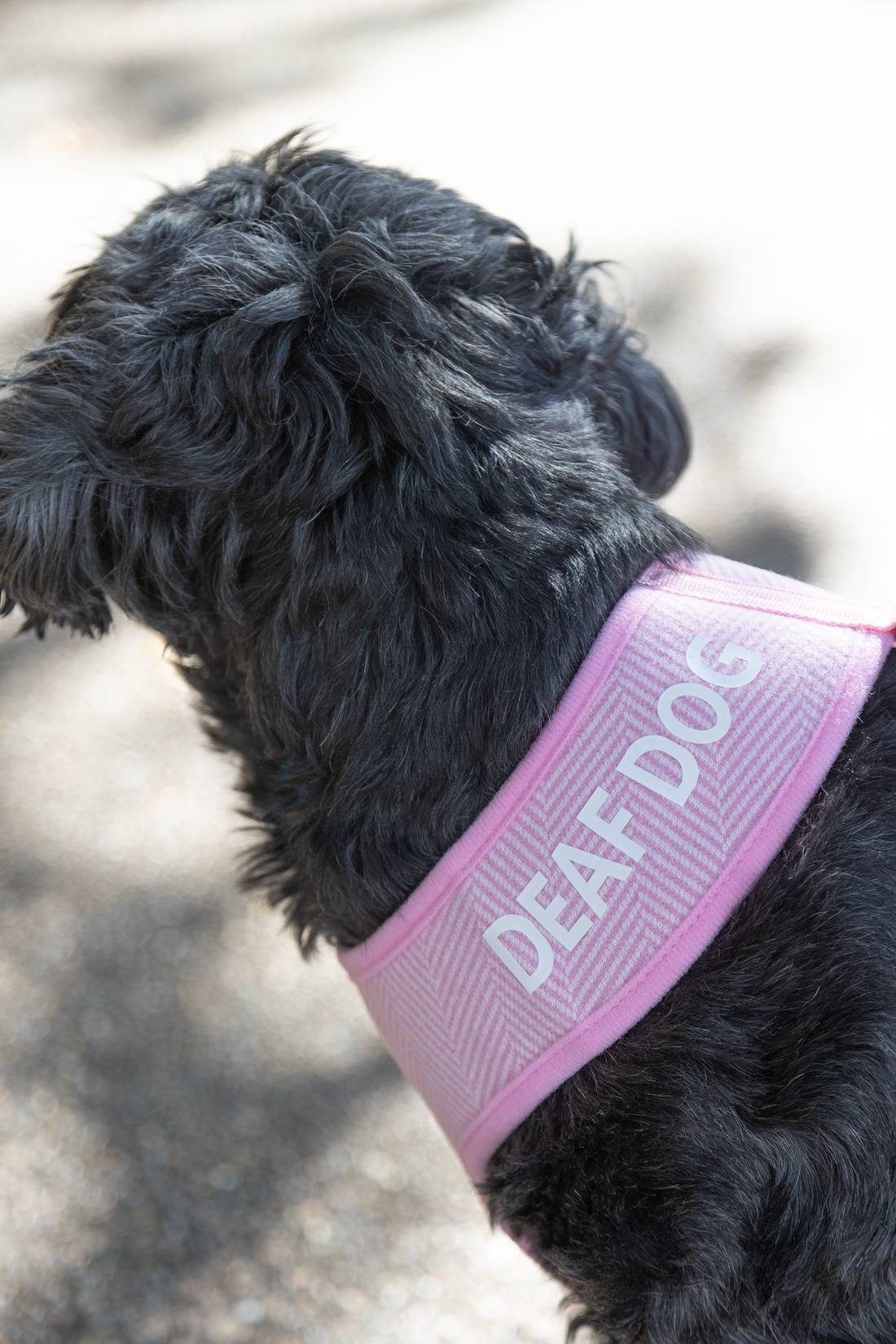 Holywell Collection  Pink Deaf Dog Harness