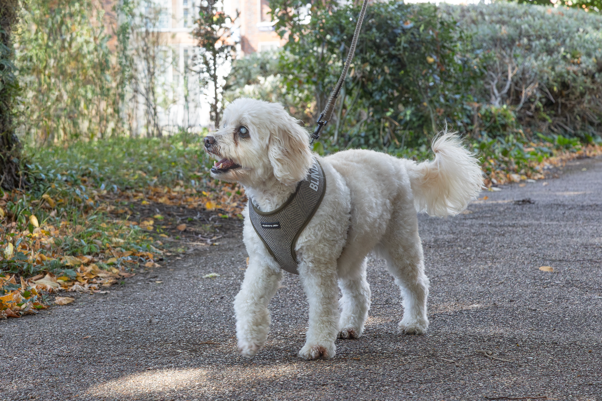 A dog wearing a Holywell harness on a walk