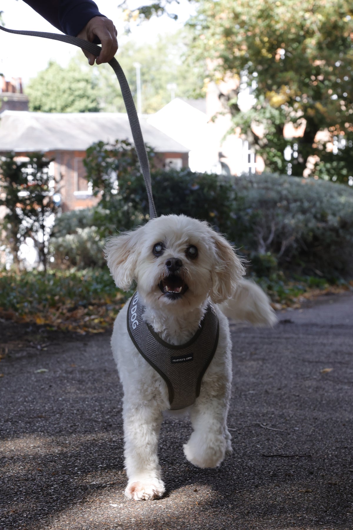 A dog wearing the Holywell harness