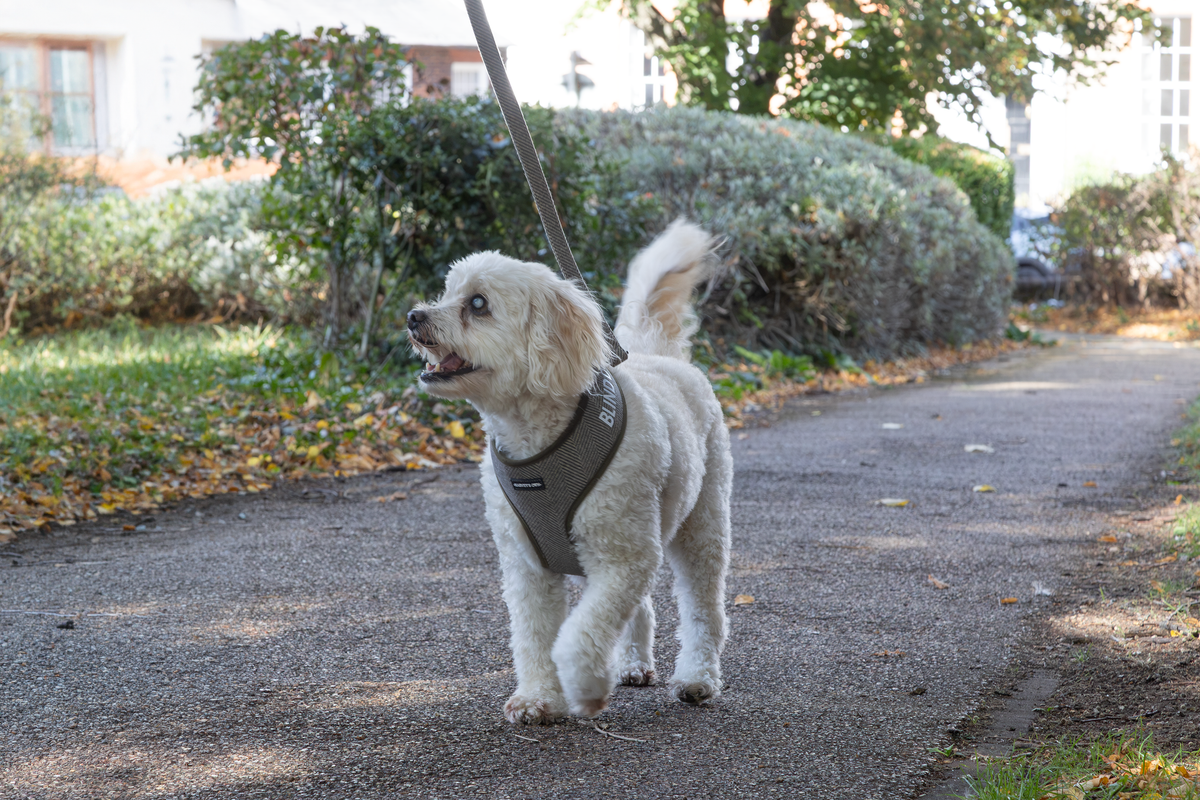 Harvey out on a walk