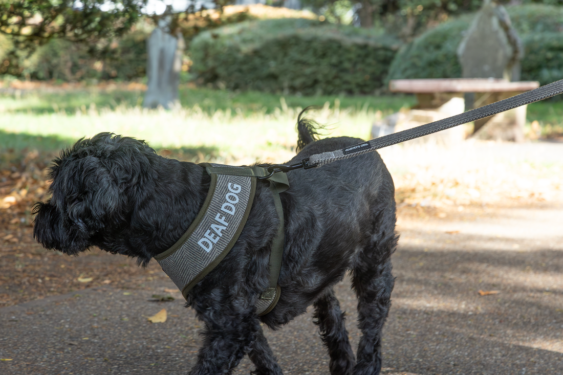 Holywell Collection Green Deaf Dog Bundle