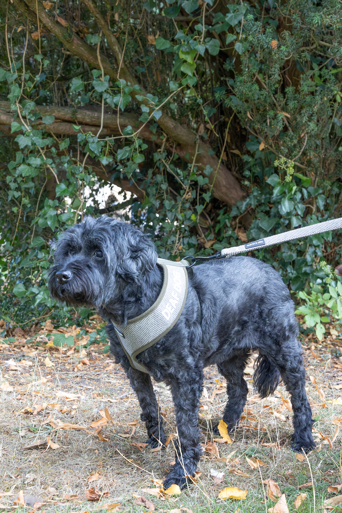 Holywell Collection Green Deaf Dog Harness